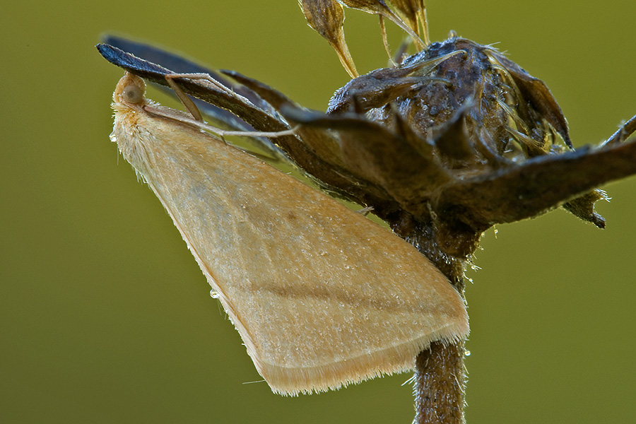 Falena - Rhodometra sacraria